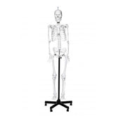 Human Skeleton Model With Stand On Wheels