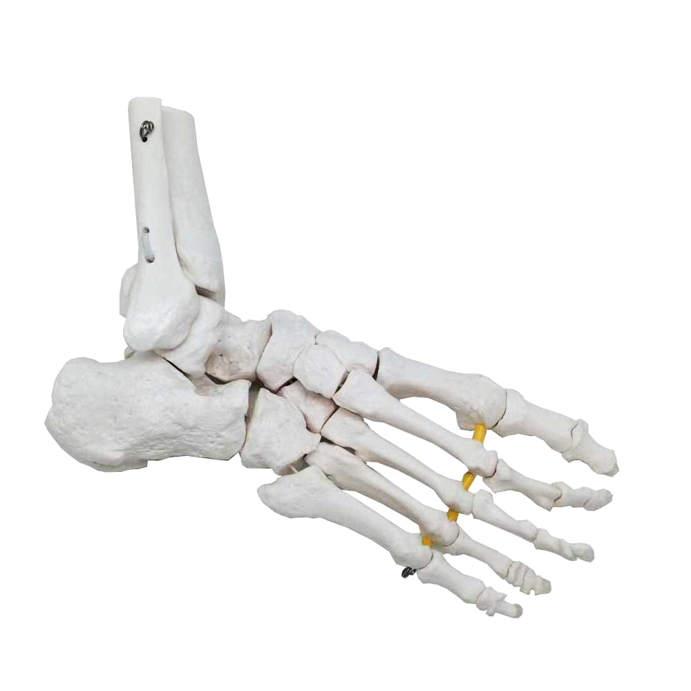 Foot Skeleton Model With Portion Of Tibia And Fibula
