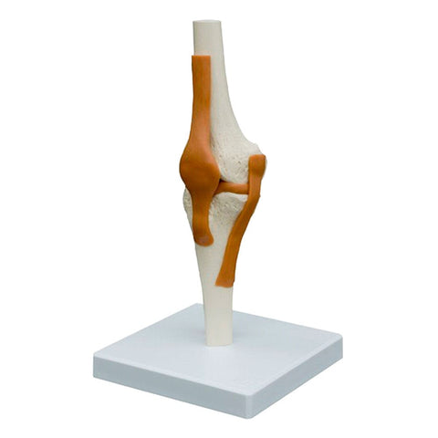 Knee Joint Model