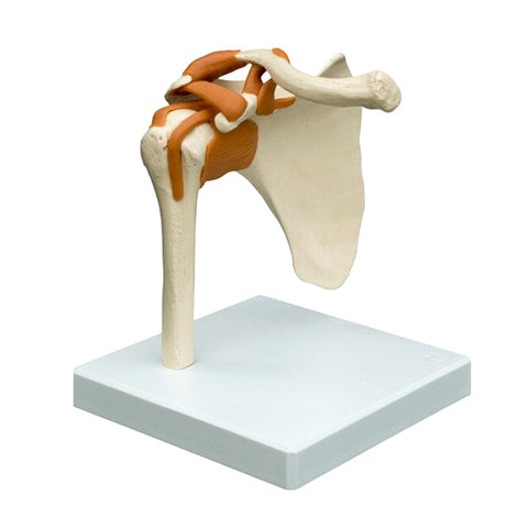 Shoulder Joint Model With Ligaments