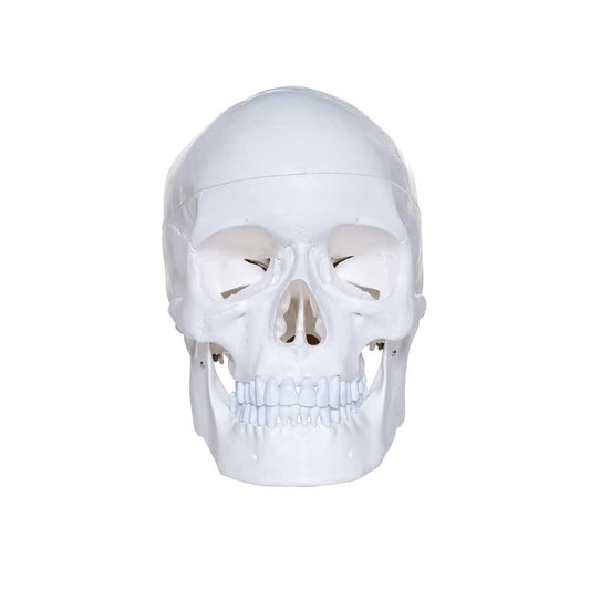 Human Skull Model