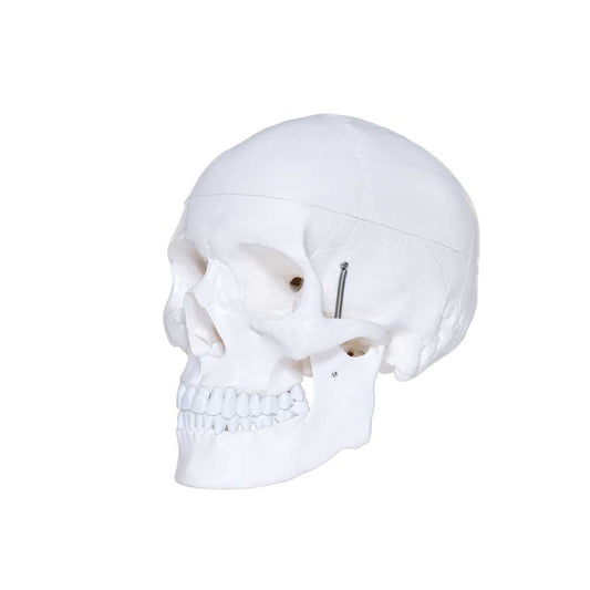 Human Skull Model