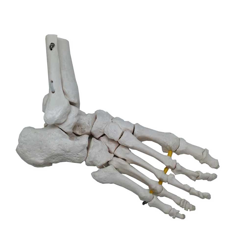 Foot Skeleton Model With Portion Of Tibia And Fibula