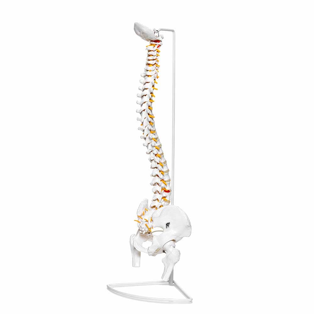 Human Spine Model With Stand