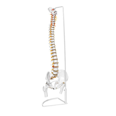 Flexible Human Spine Model On Stand