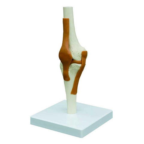 Knee Joint Model With Ligaments