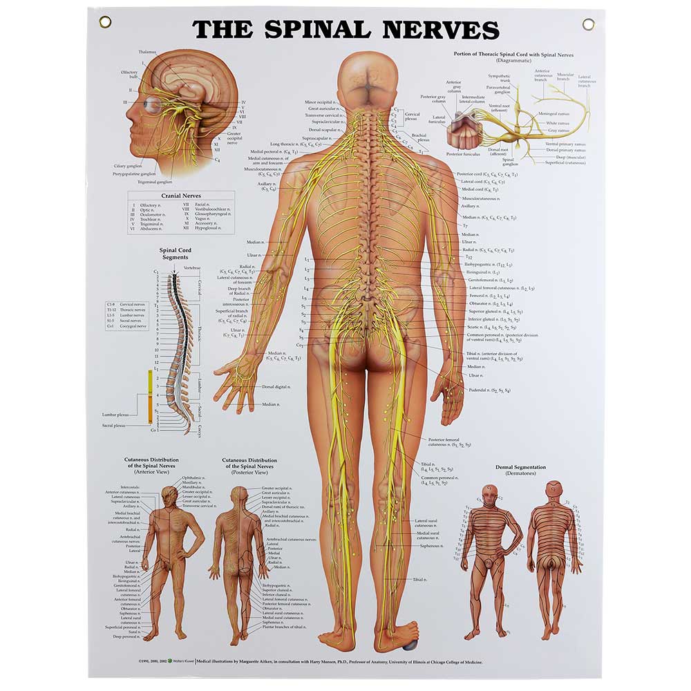 Spinal Nerves Chart