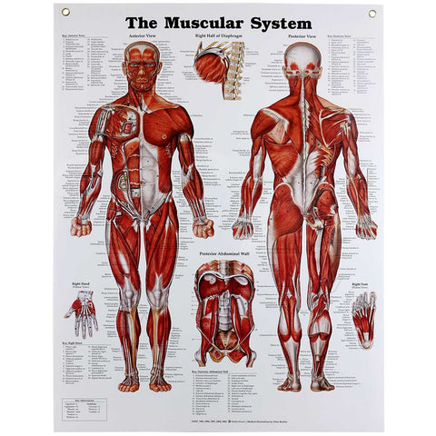 Muscular System Chart | Human Anatomy Chart | Human Muscle Anatomy ...