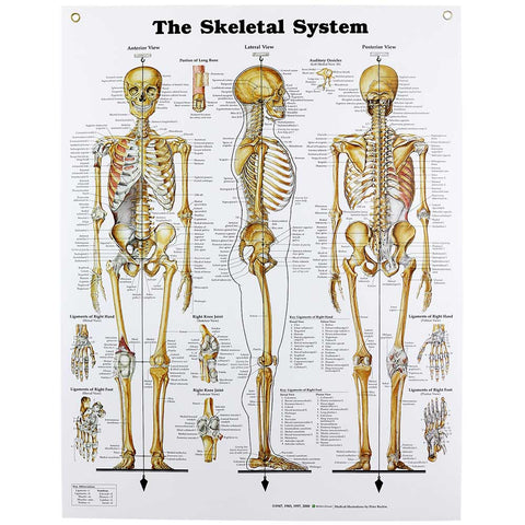 Human Skeletal System Chart