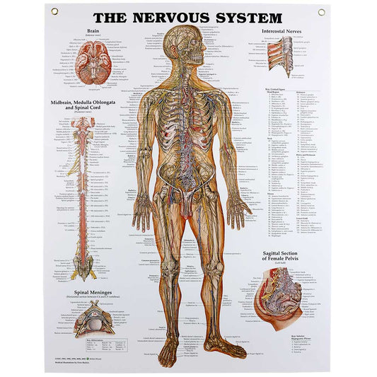 Nervous System Chart