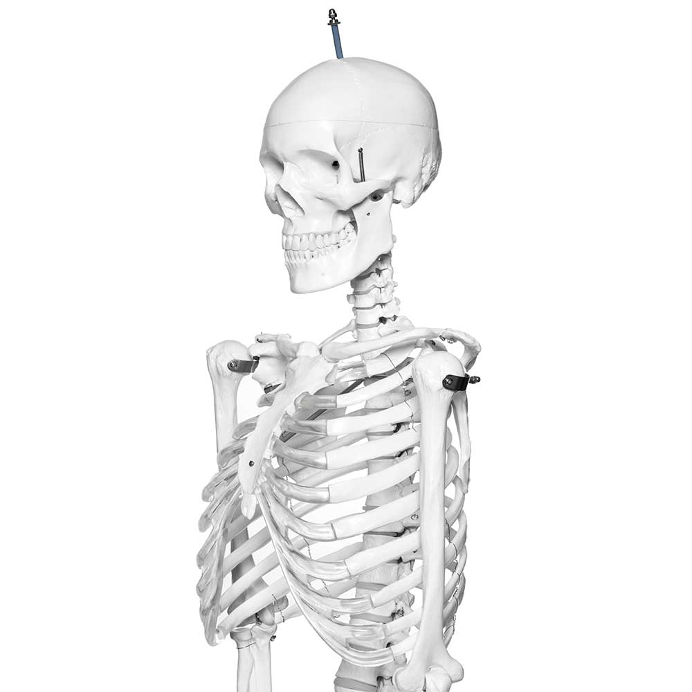 Human Skeleton Model With Stand On Wheels