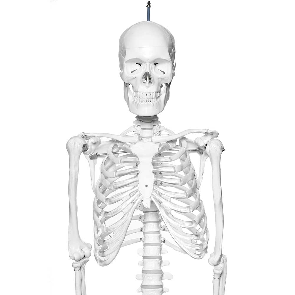 Human Skeleton Model With Stand On Wheels