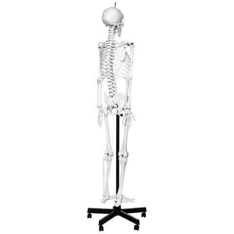 Human Skeleton Model With Stand On Wheels