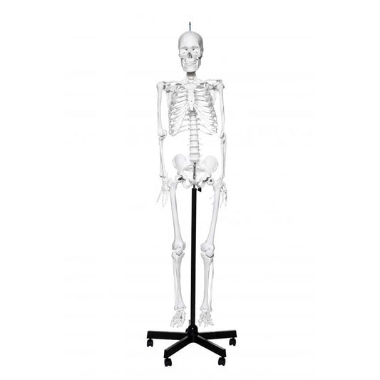 Human Skeleton Model With Stand On Wheels