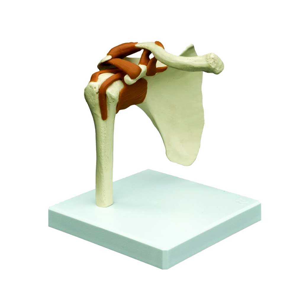 Shoulder Joint Model With Ligaments